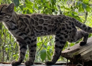 ¡Sorpresa felina! Descubren una nueva especie de gato, la primera en más de 100 años