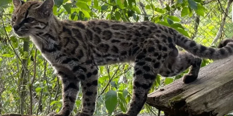 ¡Sorpresa felina! Descubren una nueva especie de gato, la primera en más de 100 años
