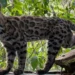 ¡Sorpresa felina! Descubren una nueva especie de gato, la primera en más de 100 años