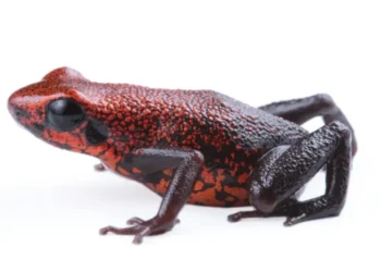 Descubren en Ecuador nueva especie de rana venenosa; en riesgo por minería
