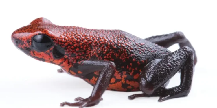 Descubren en Ecuador nueva especie de rana venenosa; en riesgo por minería