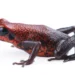 Descubren en Ecuador nueva especie de rana venenosa; en riesgo por minería