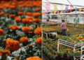 Ruta del Cempasúchil: así puedes recorrer los campos de flores en Atlixco