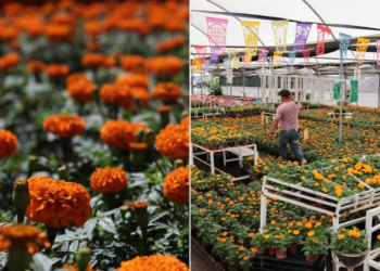 Ruta del Cempasúchil: así puedes recorrer los campos de flores en Atlixco