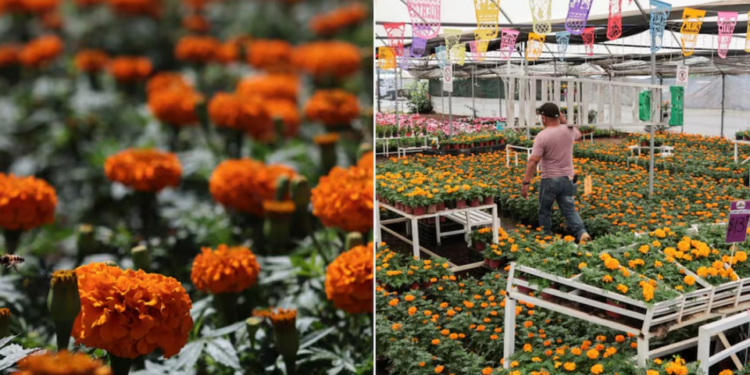Ruta del Cempasúchil: así puedes recorrer los campos de flores en Atlixco