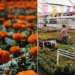 Ruta del Cempasúchil: así puedes recorrer los campos de flores en Atlixco