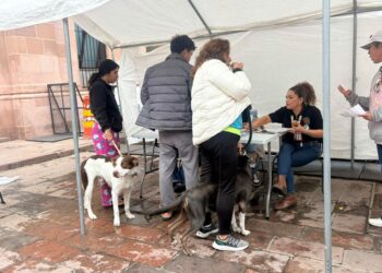 Todo un éxito, esterilización canina y felina en capital potosina