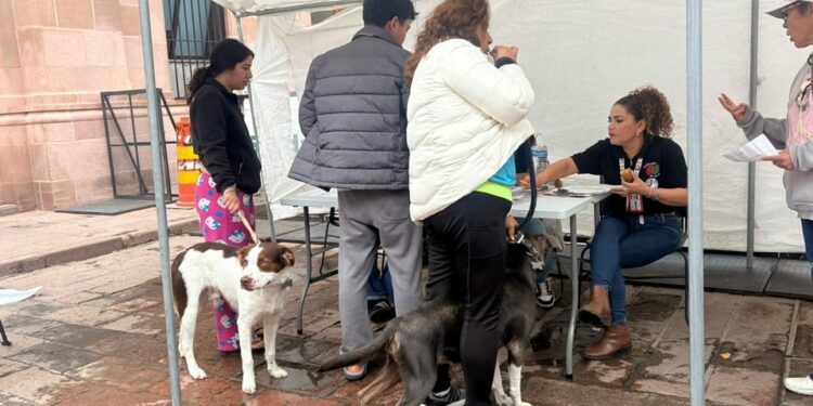 Todo un éxito, esterilización canina y felina en capital potosina