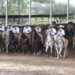 Rancho el Dorado triunfador de la Charreada “Bigotes Fest”