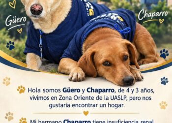 Piden adoptar a perros que viven en las instalaciones de la UASLP