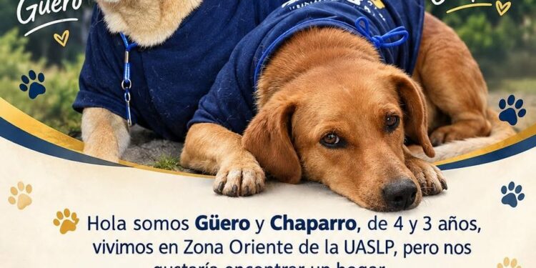 Piden adoptar a perros que viven en las instalaciones de la UASLP