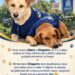 Piden adoptar a perros que viven en las instalaciones de la UASLP