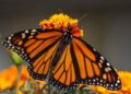 San Luis Potosí se suma al seguimiento de la mariposa monarca mediante tecnología celular