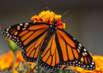 San Luis Potosí se suma al seguimiento de la mariposa monarca mediante tecnología celular