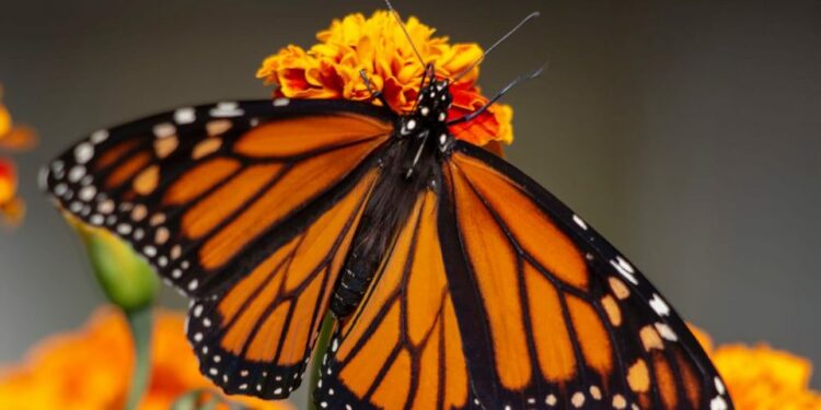 San Luis Potosí se suma al seguimiento de la mariposa monarca mediante tecnología celular