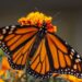 San Luis Potosí se suma al seguimiento de la mariposa monarca mediante tecnología celular