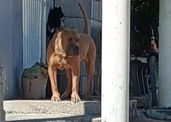 Pitbull ataca a ciclista de 62 años en calles de Ciudad Valles