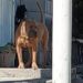 Pitbull ataca a ciclista de 62 años en calles de Ciudad Valles