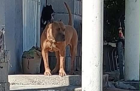 Pitbull ataca a ciclista de 62 años en calles de Ciudad Valles