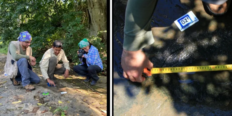 INAH identifica al menos 50 huellas de dinosaurios en Michoacán