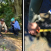 INAH identifica al menos 50 huellas de dinosaurios en Michoacán
