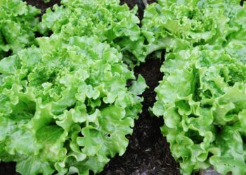 Cofepris: no se determinó que productos mexicanos originaran brotes de Salmonella y Cyclospora en EU