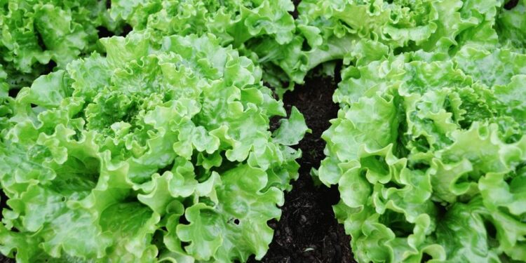Cofepris: no se determinó que productos mexicanos originaran brotes de Salmonella y Cyclospora en EU