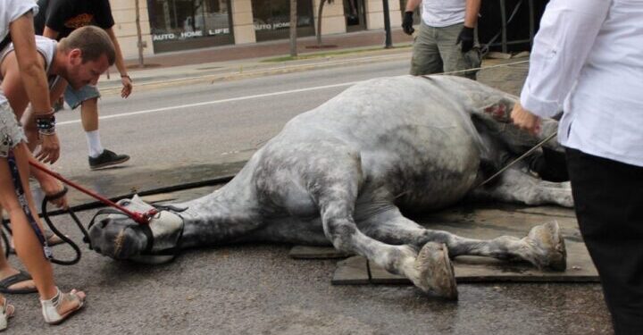 Nueva York prohíbe los carruajes tirados por caballos tras 20 años de debate