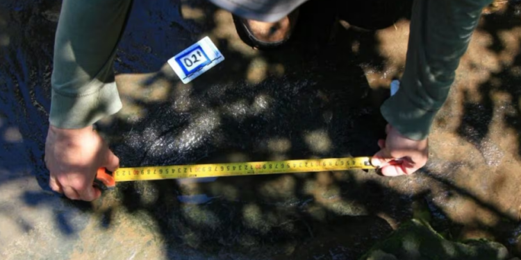 Identifican al menos 50 huellas de dinosaurios de hace 65 millones de años en Michoacán