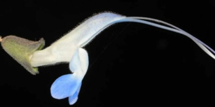 Una nueva especie de planta en Perú recibe un nombre inspirado en Lionel Messi