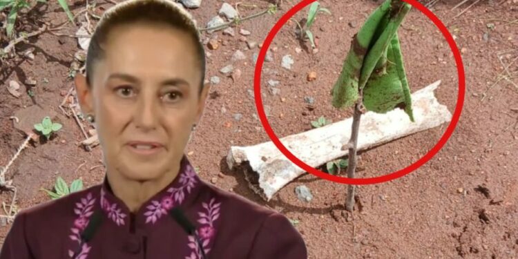 Gobierno federal pide verificar hallazgo de presunto campo de exterminio en Nayarit