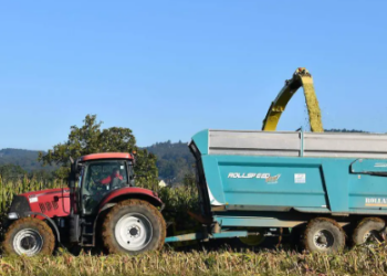 La producción récord de maíz en Estados Unidos presiona al campo sinaloense