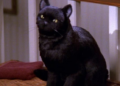 De Salem a Jiji: los gatos negros que se volvieron íconos del cine y la literatura