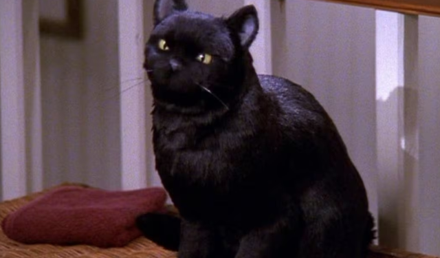 De Salem a Jiji: los gatos negros que se volvieron íconos del cine y la literatura