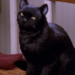 De Salem a Jiji: los gatos negros que se volvieron íconos del cine y la literatura